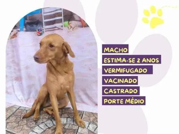 Cachorro ra a SRD-ViraLata idade 1 ano nome Principe