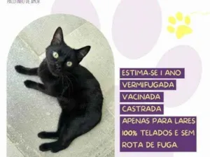 Gato raça SRD-ViraLata idade 1 ano nome Lili