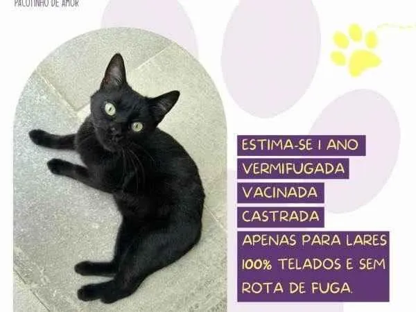 Gato ra a SRD-ViraLata idade 1 ano nome Lili