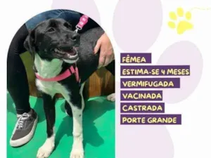 Cachorro raça SRD-ViraLata idade 2 a 6 meses nome Pandora