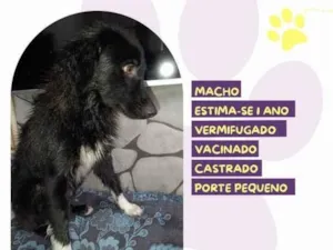 Cachorro raça SRD-ViraLata idade 1 ano nome Xiquinho