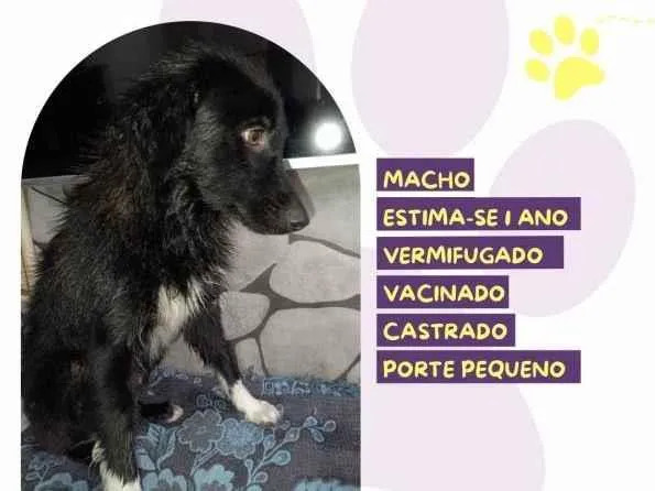 Cachorro ra a SRD-ViraLata idade 1 ano nome Xiquinho