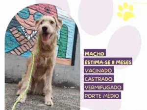 Cachorro raça SRD-ViraLata idade 1 ano nome Scooby