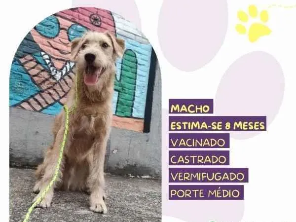 Cachorro ra a SRD-ViraLata idade 1 ano nome Scooby