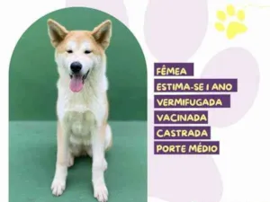 Cachorro raça SRD-ViraLata idade 1 ano nome Princesa