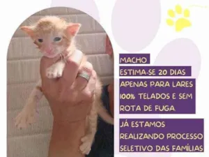 Gato raça SRD-ViraLata idade 2 a 6 meses nome Tom