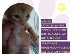 Gato raça SRD-ViraLata idade 2 a 6 meses nome Figaro