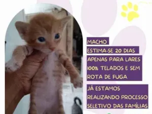 Gato raça SRD-ViraLata idade 2 a 6 meses nome Garfield