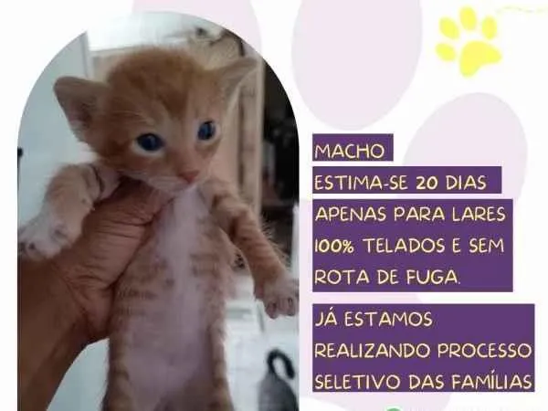 Gato ra a SRD-ViraLata idade 2 a 6 meses nome Garfield