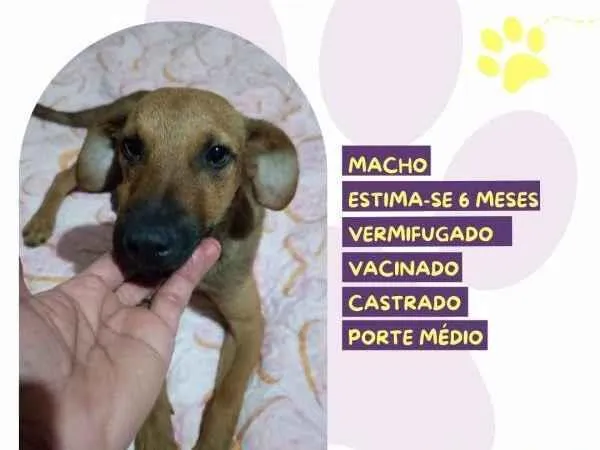 Cachorro ra a SRD-ViraLata idade 1 ano nome Gustavo