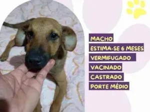 Cachorro raça SRD-ViraLata idade 1 ano nome Gustavo