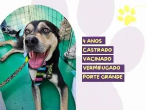 Cachorro raça SRD-ViraLata idade 1 ano nome Zeca