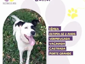 Cachorro raça SRD-ViraLata idade 1 ano nome Laila