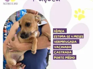 Cachorro raça SRD-ViraLata idade 2 a 6 meses nome Pacoca