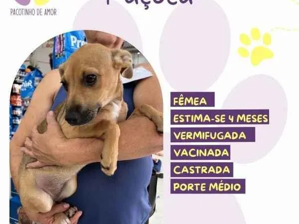 Cachorro ra a SRD-ViraLata idade 2 a 6 meses nome Pacoca