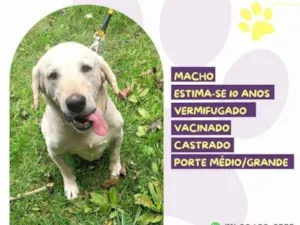 Cachorro raça SRD-ViraLata idade 1 ano nome Joca