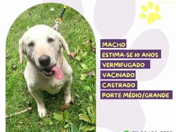 Cachorro ra a SRD-ViraLata idade 1 ano nome Joca