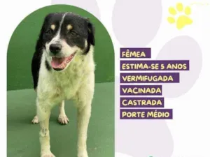 Cachorro raça SRD-ViraLata idade 1 ano nome Rebeca