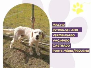 Cachorro raça SRD-ViraLata idade 1 ano nome Snow