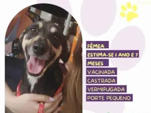 Cachorro raça SRD-ViraLata idade 1 ano nome Nina