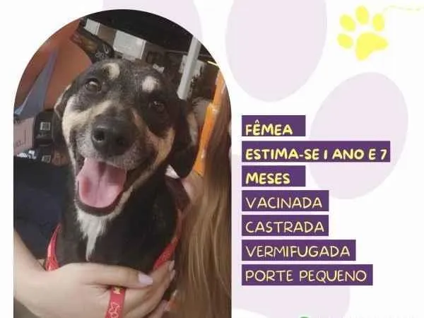 Cachorro ra a SRD-ViraLata idade 1 ano nome Nina