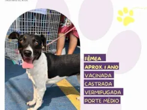 Cachorro raça SRD-ViraLata idade 1 ano nome Matilda