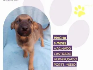 Cachorro raça SRD-ViraLata idade 2 a 6 meses nome Eddie