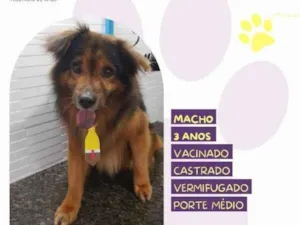 Cachorro raça SRD-ViraLata idade 1 ano nome Jeremias