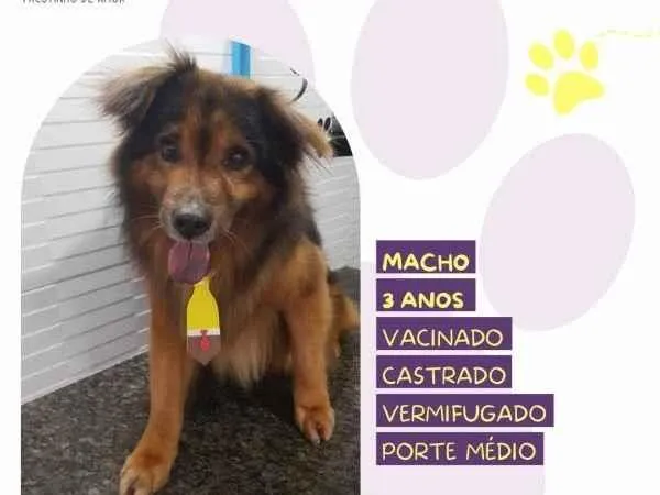 Cachorro ra a SRD-ViraLata idade 1 ano nome Jeremias