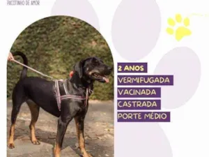 Cachorro raça SRD-ViraLata idade 1 ano nome Bel