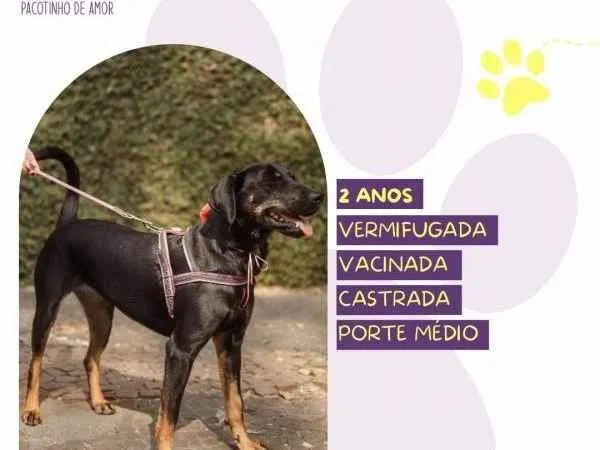 Cachorro ra a SRD-ViraLata idade 1 ano nome Bel