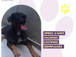 Cachorro raça SRD-ViraLata idade 1 ano nome Gigante Emilio