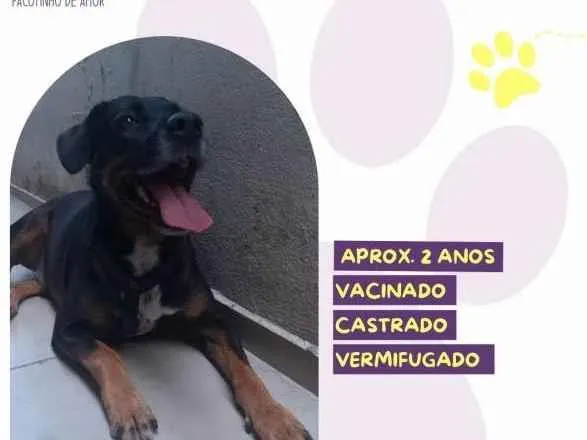 Cachorro ra a SRD-ViraLata idade 1 ano nome Gigante Emilio