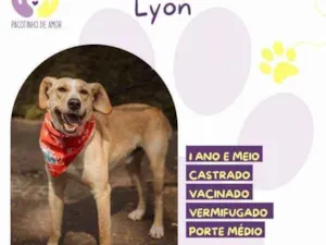 Cachorro raça SRD-ViraLata idade 2 a 6 meses nome Lyon