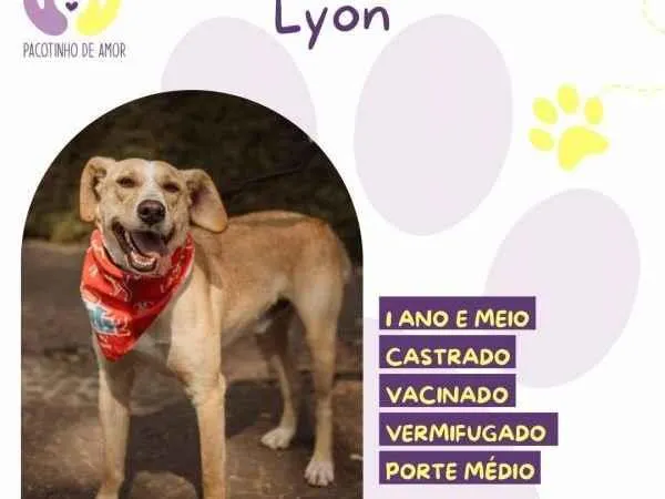 Cachorro ra a SRD-ViraLata idade 2 a 6 meses nome Lyon