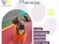Maraisa