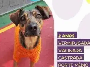 Cachorro raça SRD-ViraLata idade 1 ano nome Maraisa