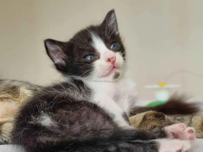 Gato ra a SRD-ViraLata idade Abaixo de 2 meses nome MAX