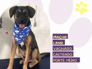 Cachorro raça SRD-ViraLata idade 1 ano nome Duque