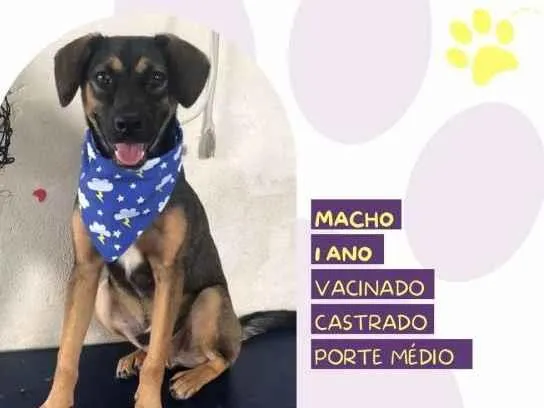 Cachorro ra a SRD-ViraLata idade 1 ano nome Duque