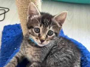 Gato raça SRD-ViraLata idade Abaixo de 2 meses nome MIAU