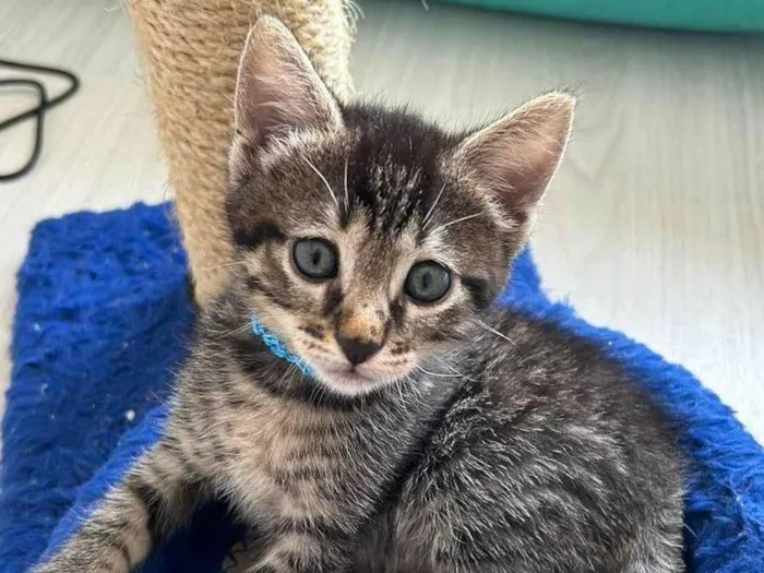 Gato ra a SRD-ViraLata idade Abaixo de 2 meses nome MIAU