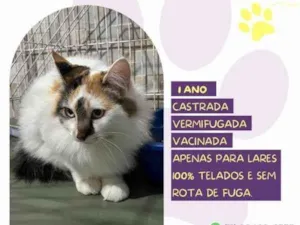 Gato raça SRD-ViraLata idade 1 ano nome Duda