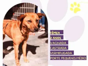 Cachorro raça SRD-ViraLata idade 1 ano nome Luana