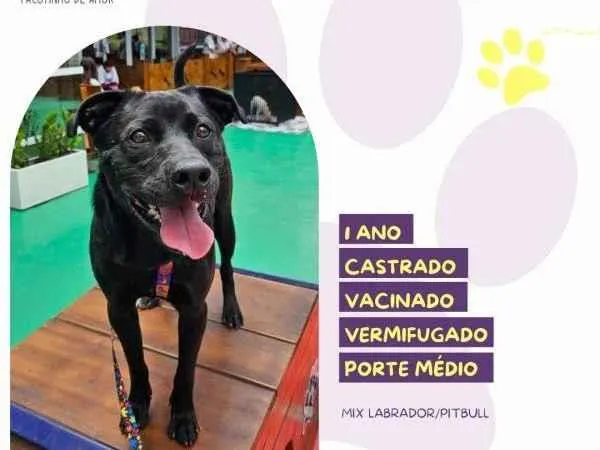 Cachorro ra a SRD-ViraLata idade 1 ano nome Leo