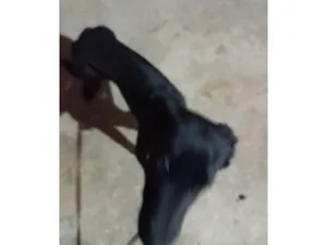 Cachorro raça SRD-ViraLata idade 7 a 11 meses nome Hulk 