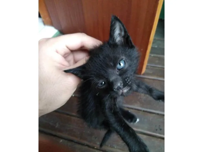 Gato ra a SRD-ViraLata idade Abaixo de 2 meses nome Ainda não tem nome