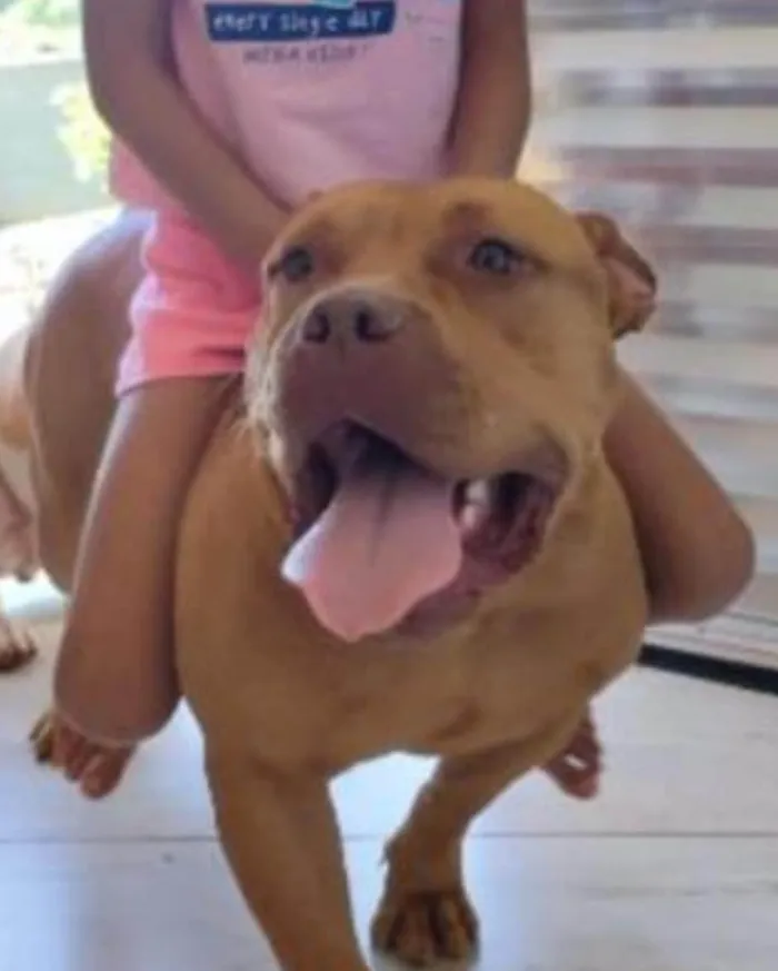 Cachorro ra a Pit-Bull idade 2 a 6 meses nome Kiara