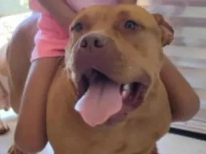 Cachorro raça Pit-Bull idade 2 a 6 meses nome Kiara