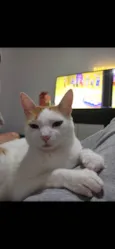 Martin